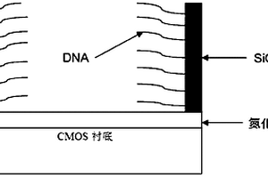 基于MOSFET結(jié)構(gòu)的DNA電化學(xué)傳感器及其制備方法