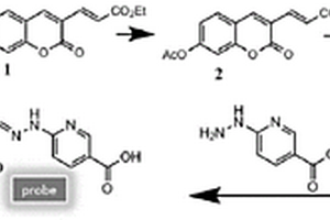 高熒光量子產(chǎn)率雙光子Zn<sup>2+</sup>檢測熒光分子探針及其制備方法、應(yīng)用