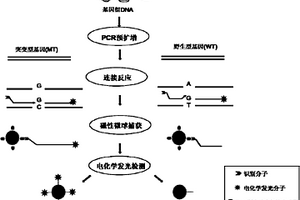 檢測(cè)點(diǎn)突變基因的方法及試劑盒