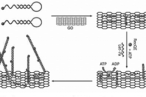 microRNA檢測探針及石墨烯檢測方法