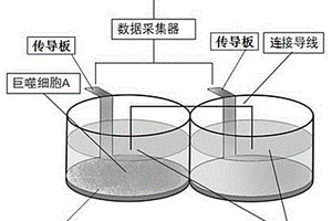 檢測細(xì)胞與金屬間生物電流的傳感器及其檢測方法