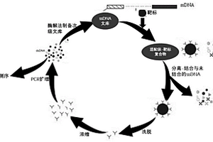 奈替米星核酸適配體及篩選和在奈替米星檢測(cè)上的應(yīng)用