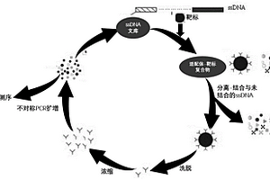 苯嗪草酮核酸適配體及篩選和在苯嗪草酮檢測(cè)上的應(yīng)用