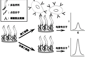 用于檢測(cè)待測(cè)溶液中細(xì)胞凋亡程度的方法