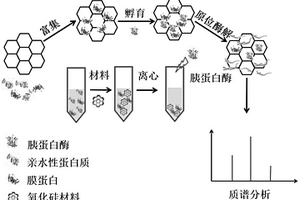 膜蛋白固相富集耦合質(zhì)譜檢測的系統(tǒng)及方法