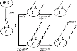 檢測(cè)待測(cè)液中microRNA含量的方法