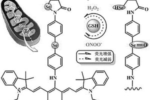 同時(shí)檢測(cè)過氧化氫和過氧化亞硝基陰離子的近紅外熒光探針及其合成方法和應(yīng)用