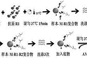 抗SS-A(Ro60)抗體試劑盒及其檢測(cè)方法