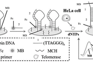 比率型端粒酶活性定量檢測(cè)方法