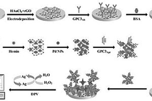 基于H-rGO-Pd NPs和Au NPs@rGO納米材料檢測(cè)GPC3的方法