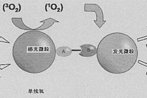 乙型肝炎病毒E抗原檢測微粒、其制備及應(yīng)用