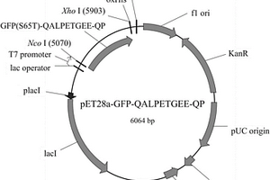 檢測Sortase A活性的底物蛋白、表達載體、構(gòu)建方法及應(yīng)用