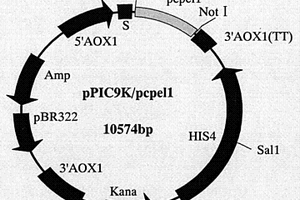 辣椒疫霉果膠裂解酶PCPEL1基因、蛋白制備方法及其應(yīng)用