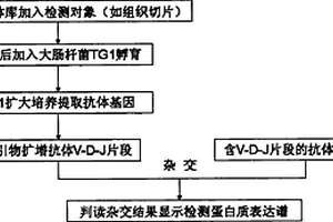 抗體基因芯片的研制和應用