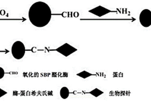 采用大豆過氧化物酶偶聯(lián)蛋白分子制備生物探針的方法