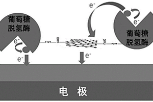 葡萄糖傳感器、葡萄糖脫氫酶及其制備方法