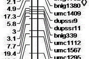 控制玉米單倍體自然加倍QTL連鎖的分子標記及其應用