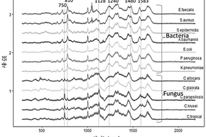 利用拉曼光譜快速鑒別細(xì)菌和真菌的方法
