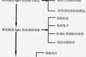 鯉魚糖轉運載體蛋白Sglt1兔抗血清的制備方法