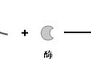 基于光敏生物高分子負(fù)載酶制備生物傳感器的方法