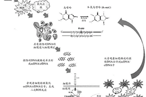 作為應(yīng)激生物標(biāo)志物的氧化細(xì)胞外DNA部分及其使用方法