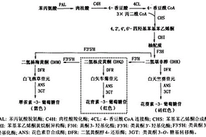 篩選轉(zhuǎn)基因植物的組合物和方法