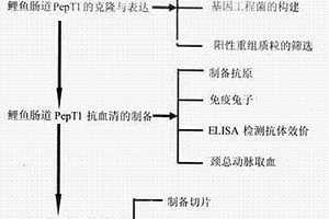 鯉魚小肽轉(zhuǎn)運載體蛋白PepT1兔抗血清的制備方法