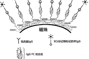 重組蛋白G、其制備方法及應用