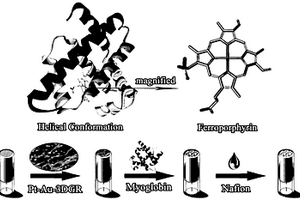 肌紅蛋白與鉑-金-三維石墨烯復(fù)合材料修飾電極的制備方法及其應(yīng)用