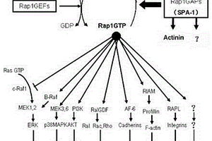 選擇性阻滯小分子G蛋白R(shí)ap1活性的短肽