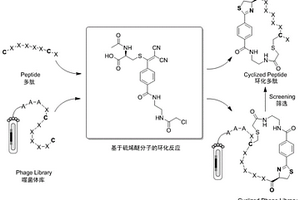 硫烯醚化合物及其合成方法和在多肽環(huán)化中的應(yīng)用