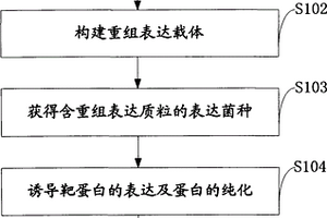 制備增強(qiáng)型單體細(xì)菌熒光素酶luxAB的方法