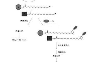 活細(xì)胞內(nèi)蛋白質(zhì)棕櫚?；实淖兓实臏y(cè)定方法