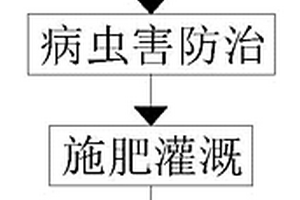 高產(chǎn)量雜交水稻及其種植方法