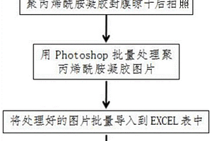 快速處理聚丙烯酰胺凝膠電泳圖片的方法