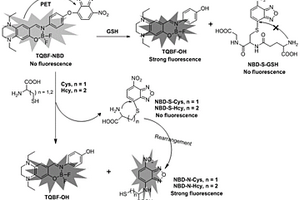 基于氟硼骨架的大Stokes位移的熒光探針TQBF-NBD及其制備方法和應用
