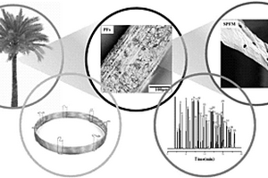 棕櫚單纖維微管、毛細(xì)管氣相色譜柱及其制備與應(yīng)用