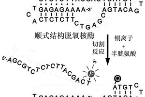 基于切割活性順式結(jié)構(gòu)脫氧核酶的熒光銅離子探針