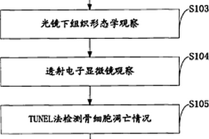 DNA氧化損傷與骨細(xì)胞凋亡在缺血壞死中作用的實(shí)驗(yàn)方法