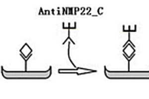 NMP22抗體對及其應(yīng)用