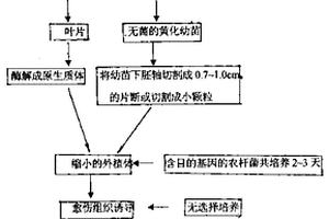 農(nóng)桿菌介導(dǎo)的植物無(wú)選擇基因轉(zhuǎn)化及無(wú)選擇標(biāo)記基因轉(zhuǎn)化方法