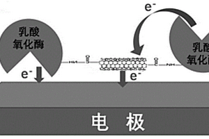 乳酸生物傳感器