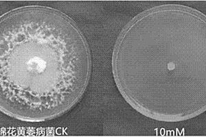 5-氮胞苷在制備用于防治由植物病原菌引起的植物病害的殺菌劑中的用途