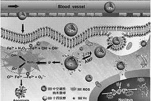 Vc介導(dǎo)腫瘤靶向活性氧自生成納米載體、制備及其應(yīng)用