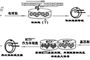 生產(chǎn)MSTN雙側(cè)基因敲除的雙肌性狀體細(xì)胞克隆豬的方法