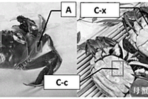 基于智能手機(jī)的中華絨螯蟹內(nèi)部食用品質(zhì)無損檢測方法