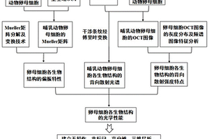 基于光學性質(zhì)檢測的哺乳動物卵母細胞質(zhì)量評價的方法