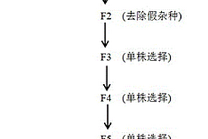 高糖水果花生種質(zhì)的選育方法