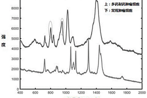 基于拉曼光譜的多藥耐藥腫瘤細胞鑒定方法