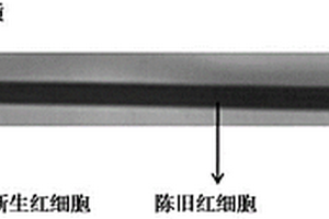 新舊紅細(xì)胞的分離介質(zhì)及其制備方法與應(yīng)用